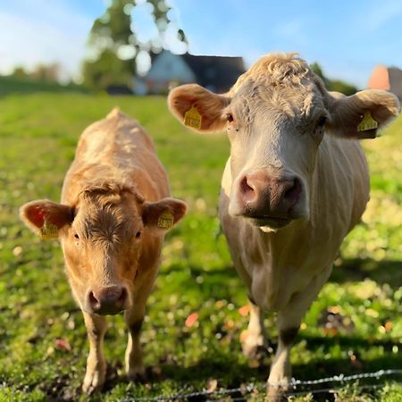 Gut Bielenberg Lägenhet Kollmar Exteriör bild